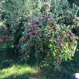 Wilkens Fruit & Fir Farm photo
