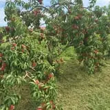 Wilkens Fruit & Fir Farm photo