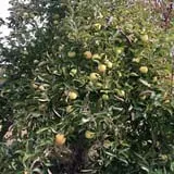 Wilkens Fruit & Fir Farm photo