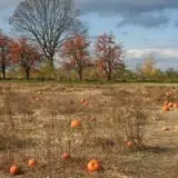 Wilkens Fruit & Fir Farm photo