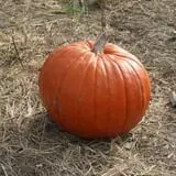 Wilkens Fruit & Fir Farm photo