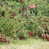Wilkens Fruit & Fir Farm photo