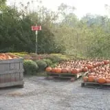 Wilkens Fruit & Fir Farm photo