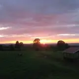 Wilkens Fruit & Fir Farm photo