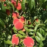 Wilkens Fruit & Fir Farm photo