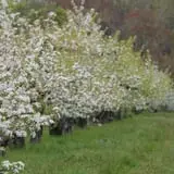 Wilkens Fruit & Fir Farm photo