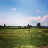 Wilkens Fruit & Fir Farm photo