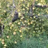 Wilkens Fruit & Fir Farm photo