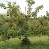 Wilkens Fruit & Fir Farm photo