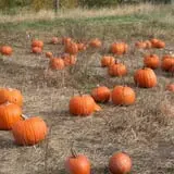 Wilkens Fruit & Fir Farm photo