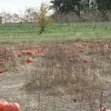 Wilkens Fruit & Fir Farm photo