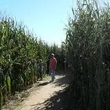 Fairview Farm Corn Maze photo