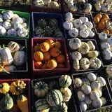 Rocky Ridge Orchard Pumpkin Patch & Wagon Rides photo