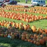 Rocky Ridge Orchard Pumpkin Patch & Wagon Rides photo