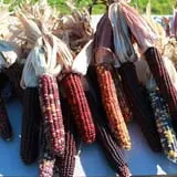 Rocky Ridge Orchard Pumpkin Patch & Wagon Rides photo