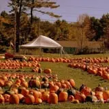Rocky Ridge Orchard Pumpkin Patch & Wagon Rides photo