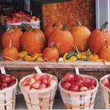 Rocky Ridge Orchard Pumpkin Patch & Wagon Rides photo
