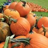 Rocky Ridge Orchard Pumpkin Patch & Wagon Rides photo