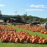 Rocky Ridge Orchard Pumpkin Patch & Wagon Rides photo