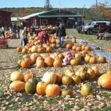 Rocky Ridge Orchard Pumpkin Patch & Wagon Rides photo
