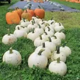 Rocky Ridge Orchard Pumpkin Patch & Wagon Rides photo