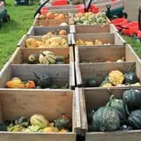Rocky Ridge Orchard Pumpkin Patch & Wagon Rides photo
