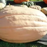 Rocky Ridge Orchard Pumpkin Patch & Wagon Rides photo