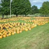Rocky Ridge Orchard Pumpkin Patch & Wagon Rides photo