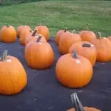 Rocky Ridge Orchard Pumpkin Patch & Wagon Rides photo