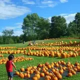 Rocky Ridge Orchard Pumpkin Patch & Wagon Rides photo