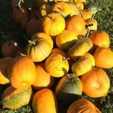 Rocky Ridge Orchard Pumpkin Patch & Wagon Rides photo