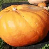 Rocky Ridge Orchard Pumpkin Patch & Wagon Rides photo