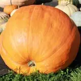Rocky Ridge Orchard Pumpkin Patch & Wagon Rides photo