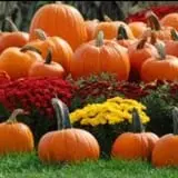 Rocky Ridge Orchard Pumpkin Patch & Wagon Rides photo