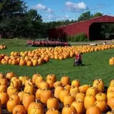 Rocky Ridge Orchard Pumpkin Patch & Wagon Rides photo