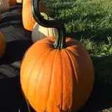 Rocky Ridge Orchard Pumpkin Patch & Wagon Rides photo
