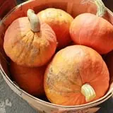 Rocky Ridge Orchard Pumpkin Patch & Wagon Rides photo