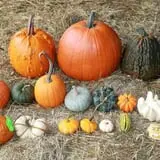 Rocky Ridge Orchard Pumpkin Patch & Wagon Rides photo