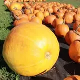 Rocky Ridge Orchard Pumpkin Patch & Wagon Rides photo
