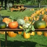Rocky Ridge Orchard Pumpkin Patch & Wagon Rides photo