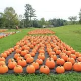 Rocky Ridge Orchard Pumpkin Patch & Wagon Rides photo