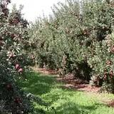 Golden Harvest Farms photo