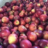 Golden Harvest Farms photo