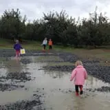 Golden Harvest Farms photo
