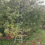 Golden Harvest Farms photo