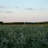 Golden Harvest Farms photo
