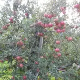 Golden Harvest Farms photo