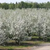 Golden Harvest Farms photo