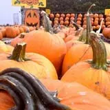 Golden Harvest Farms photo