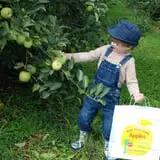 Golden Harvest Farms photo